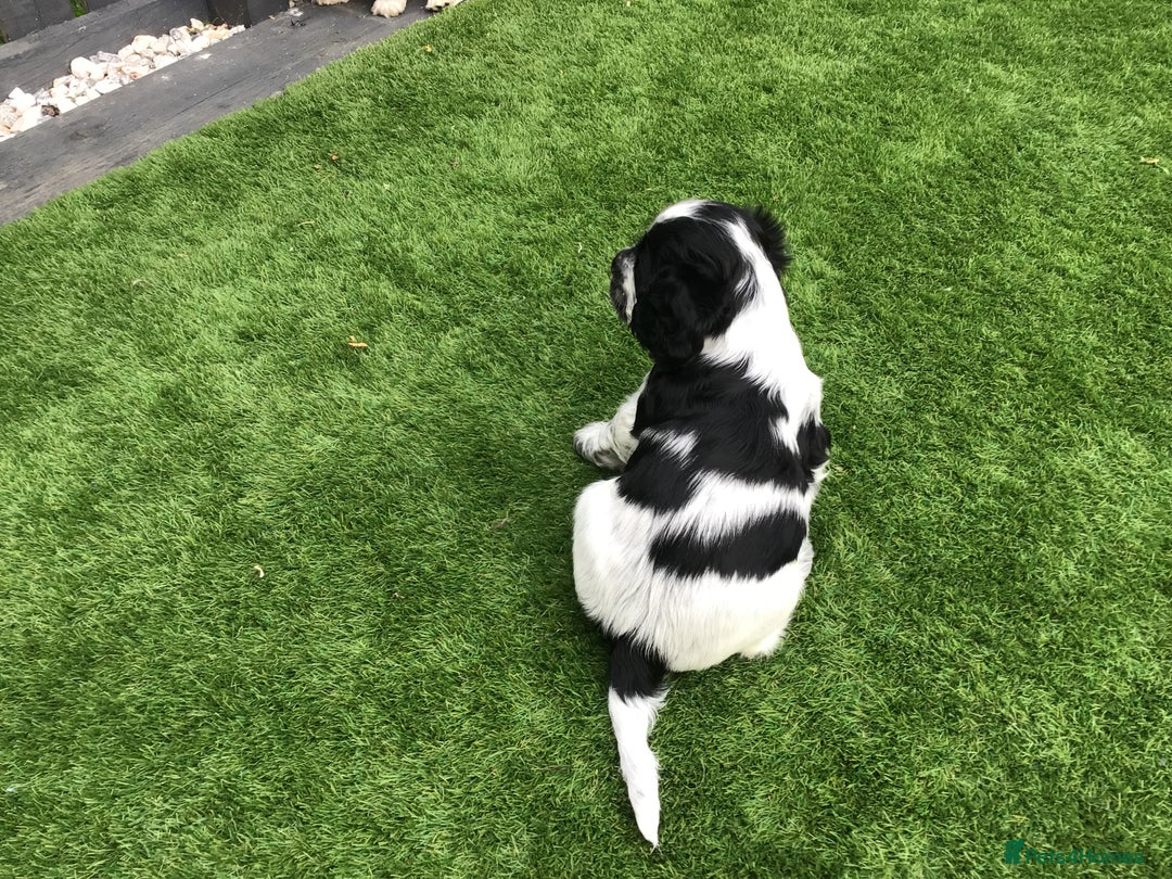 Cocker Spaniel dogs for sale:  show cocker puppy.KC reg. AMS.PRA. & FN clear. - Image 16