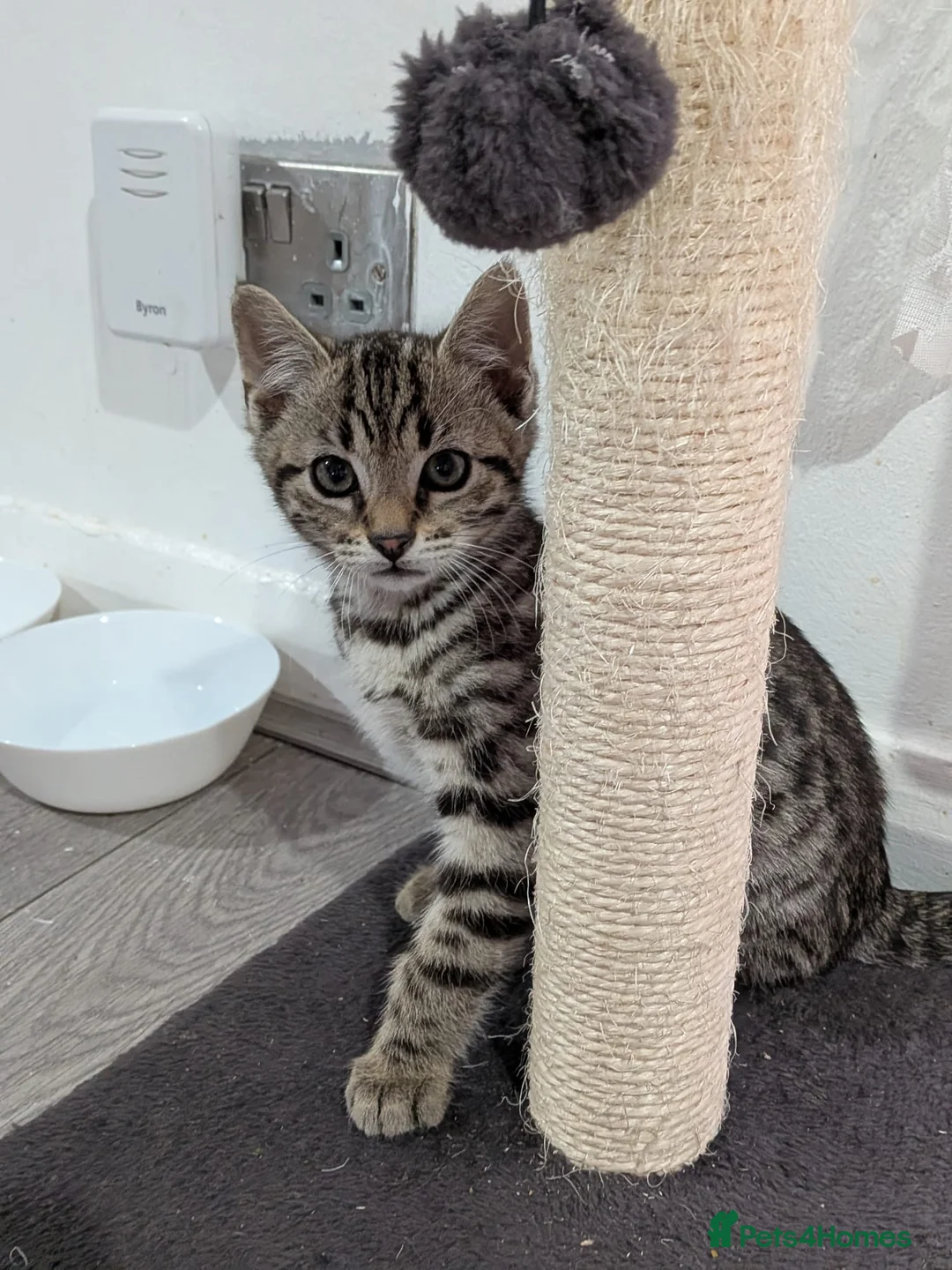 Bengal cats for sale: 4 Lovely bengals - ready to leave - Advert 2
