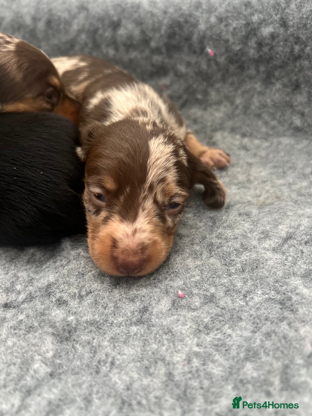 Dachshund dogs for sale: Beautiful daschund’s for sale  - Advert 15