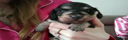 Miniature Dachshund dogs for sale: Stunning litter of Lh mini dachshunds  - Advert 18