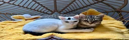 Arabian Mau cats for adoption: Meet Lulu & Lily (House/Indoor Cats) 💕 - Advert 1