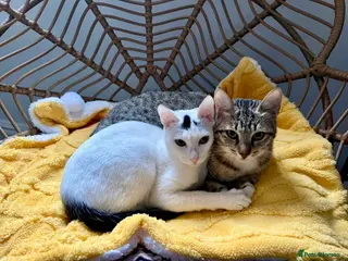 Arabian Mau cats Meet Lulu & Lily (House/Indoor Cats) 💕 - Advert 1