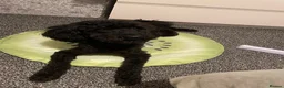 Miniature Poodle dogs for sale: Miniature poodle - Advert 4