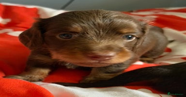Miniature Dachshund dogs - Advert 2