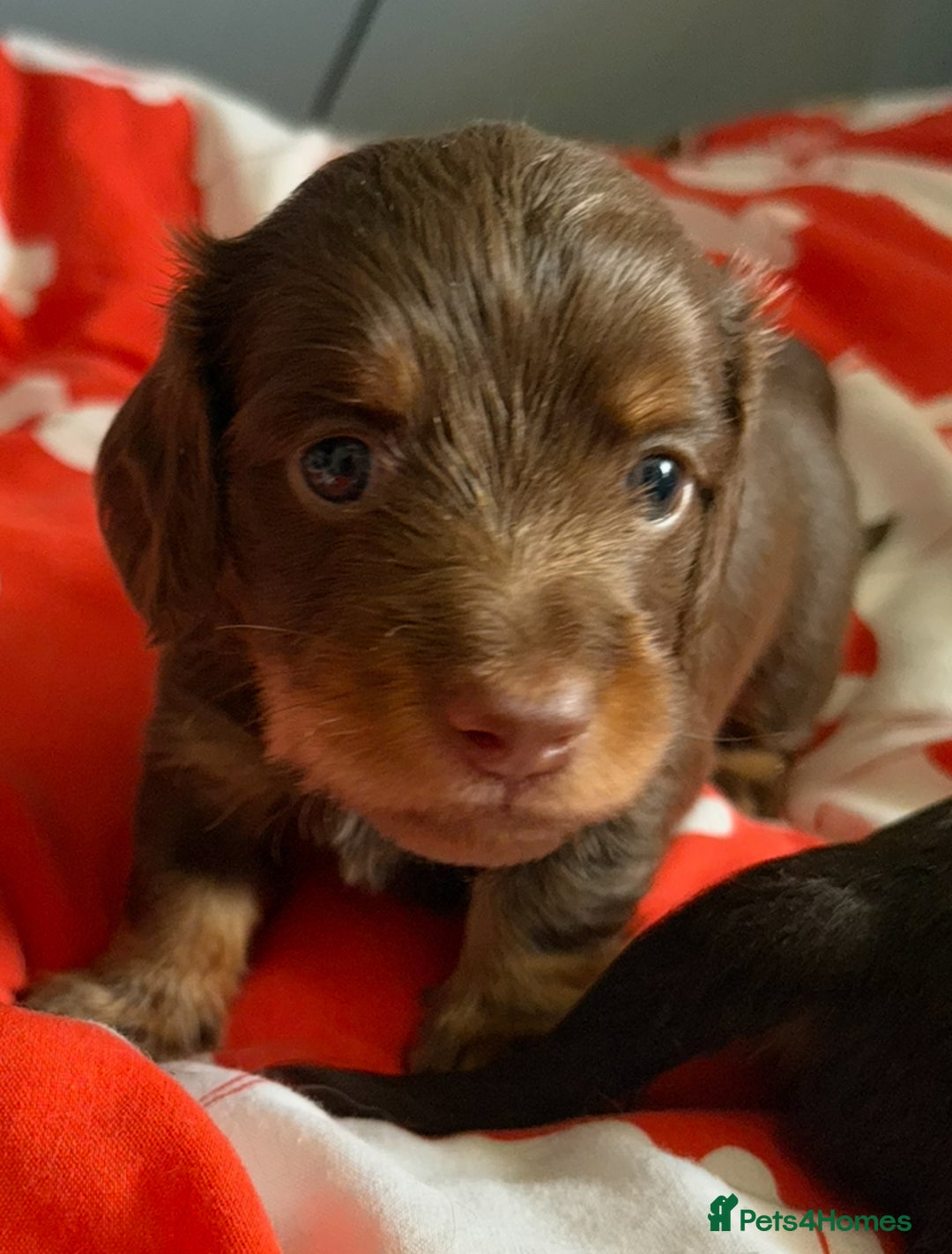 Miniature Dachshund dogs for sale: Long haired miniature dachshunds  - Image 7