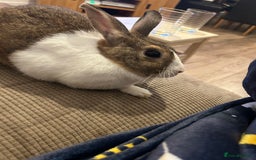 Dutch rabbits for sale: Two Female Rabbits  - Image 4