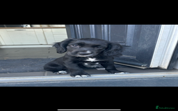 Cocker Spaniel dogs for sale: KC registered working Cocker Spaniel puppies - Image 27