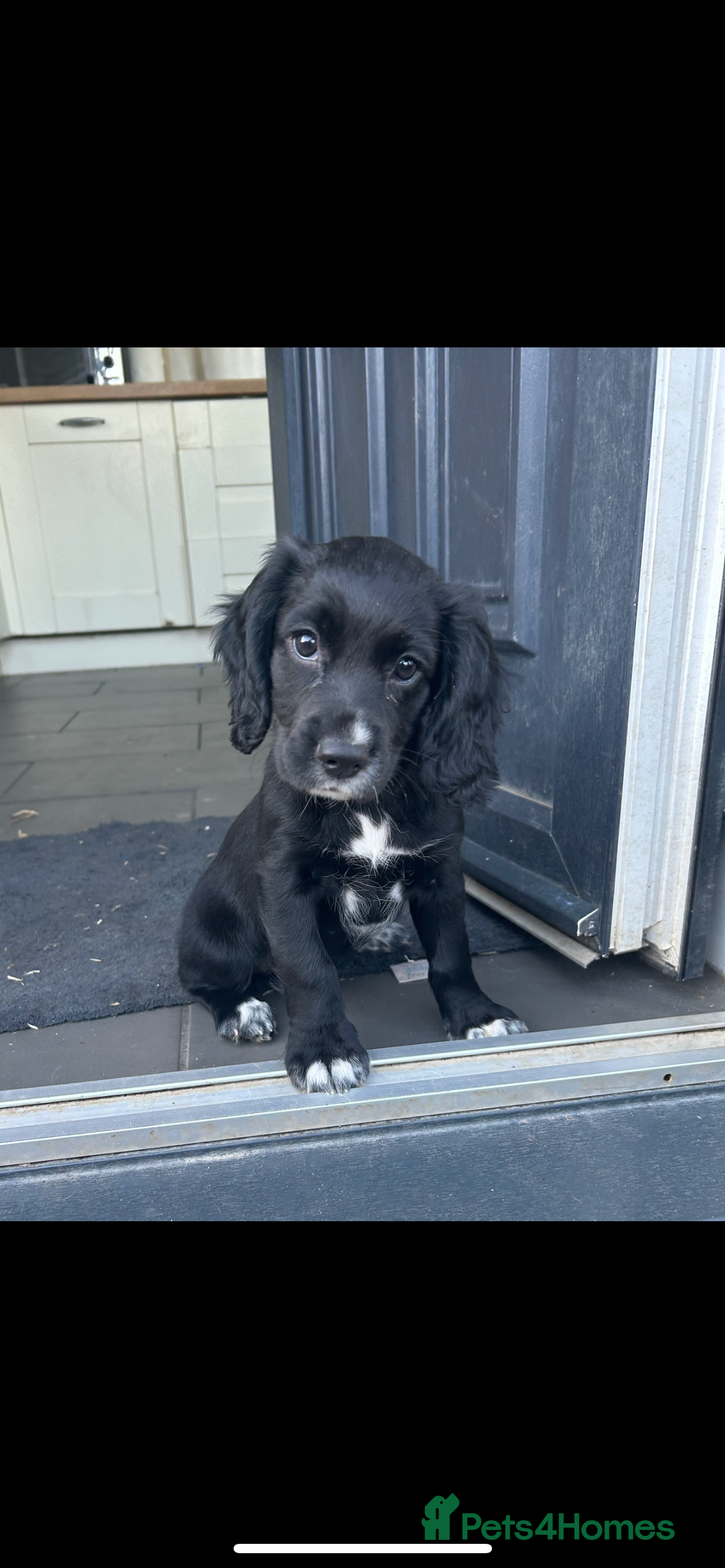 Cocker Spaniel dogs for sale: KC registered working Cocker Spaniel puppies - Image 27