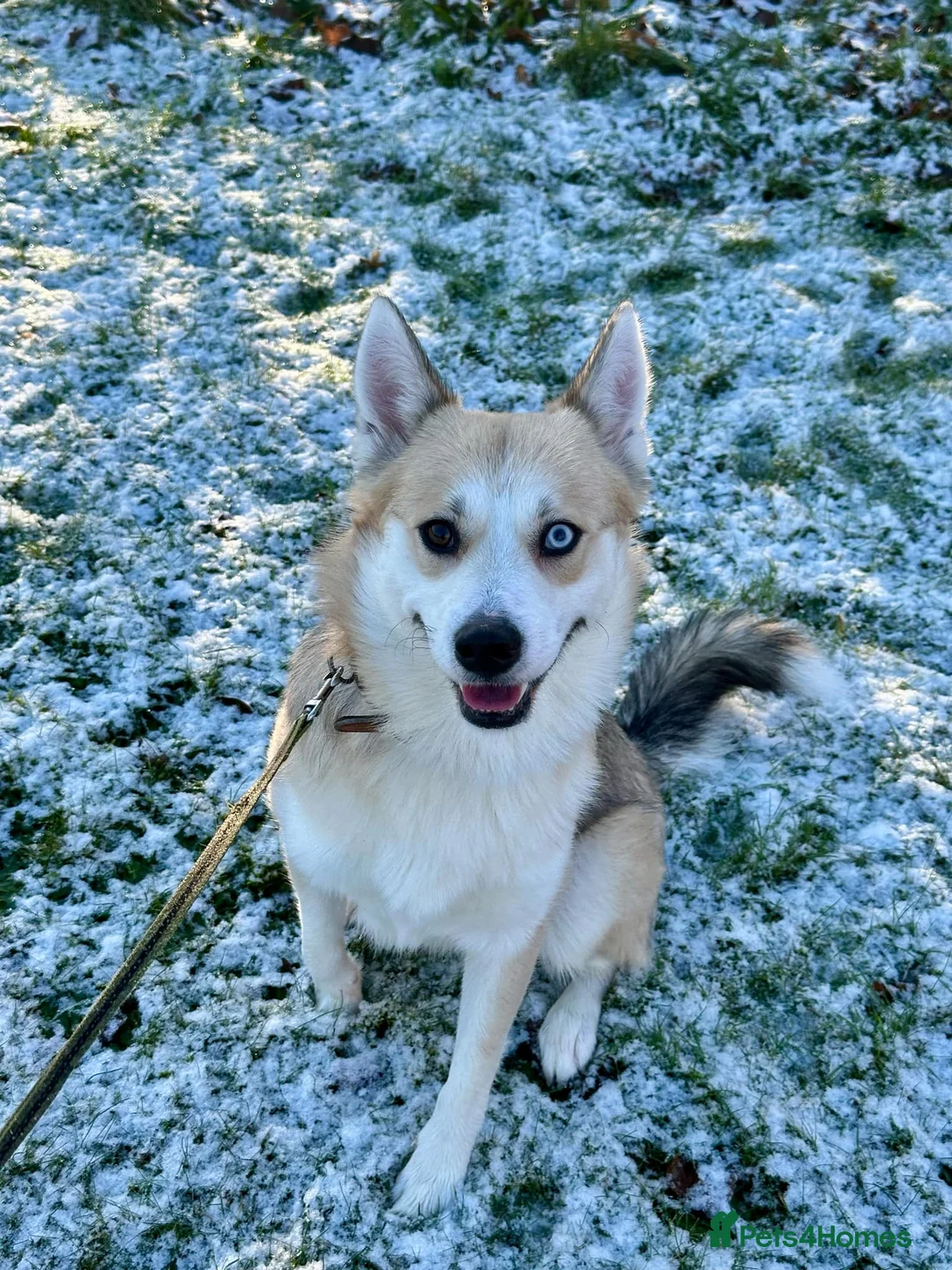 Pomsky dogs for stud: Proven quality F2 proven stud in Andover - Advert 5