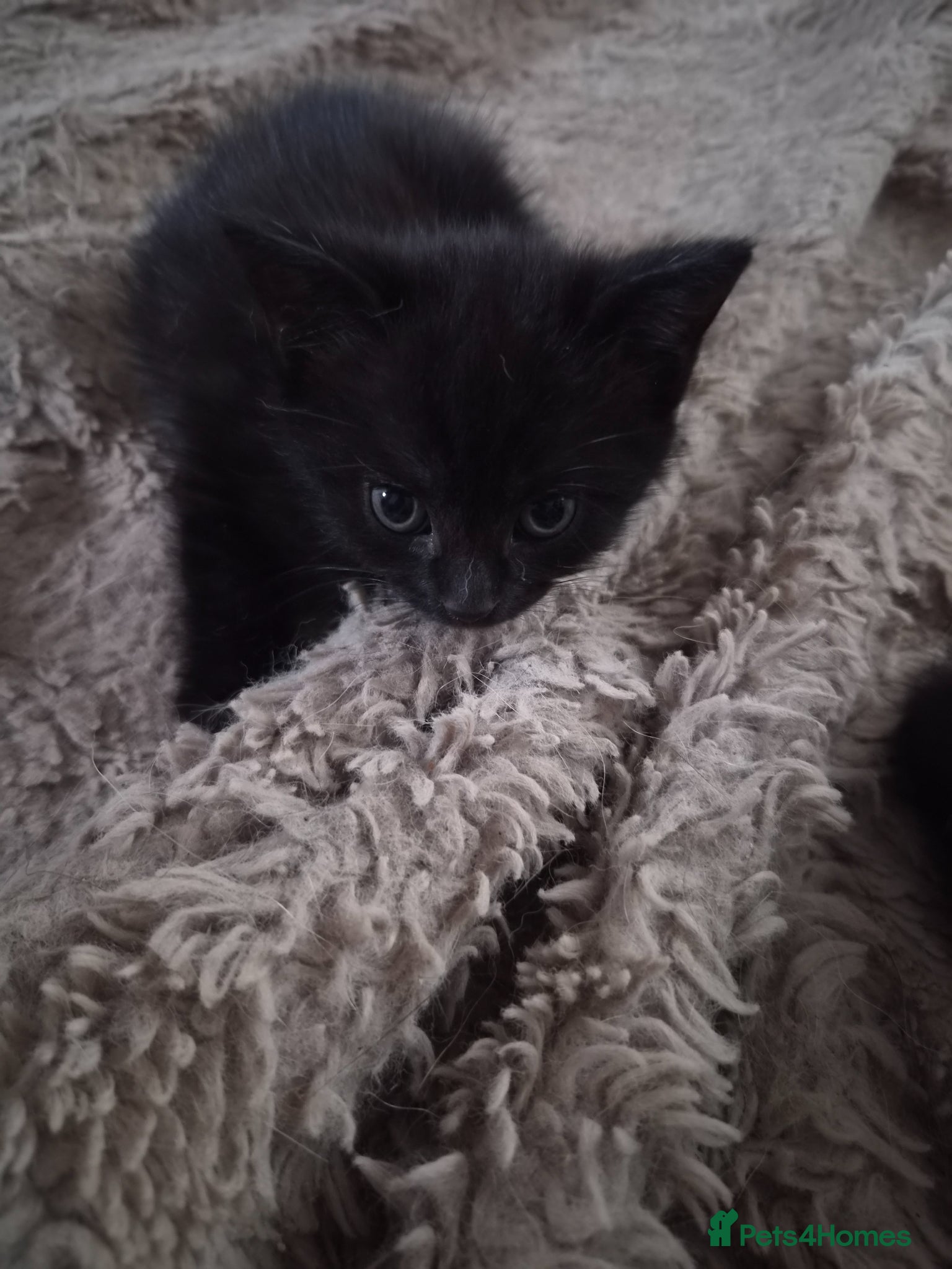 Mixed Breed cats Kittens - Advert 2