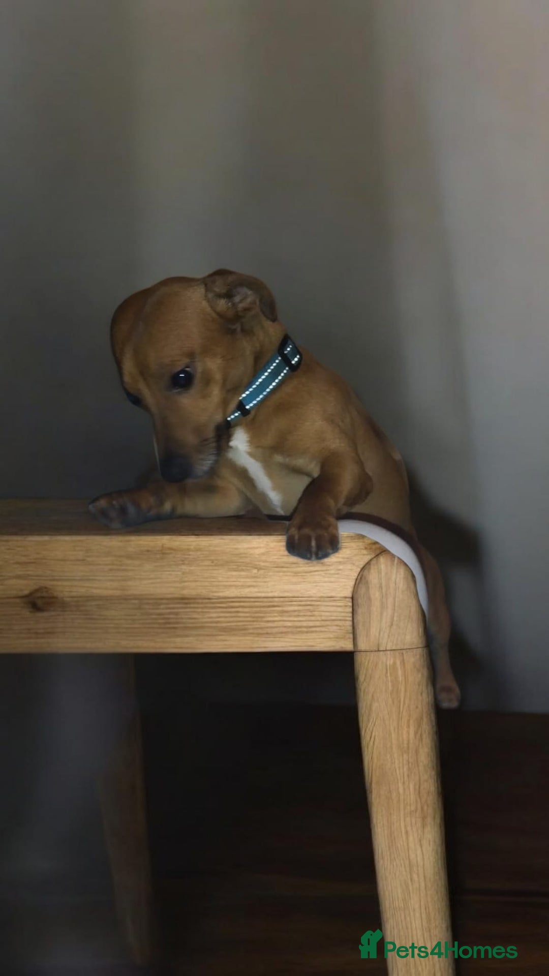 Patterjack dogs for sale: Patterjack for sale  - Advert 2