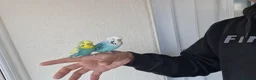 Budgerigars birds for sale: Super silly hand tamed Budgies  - Advert 13