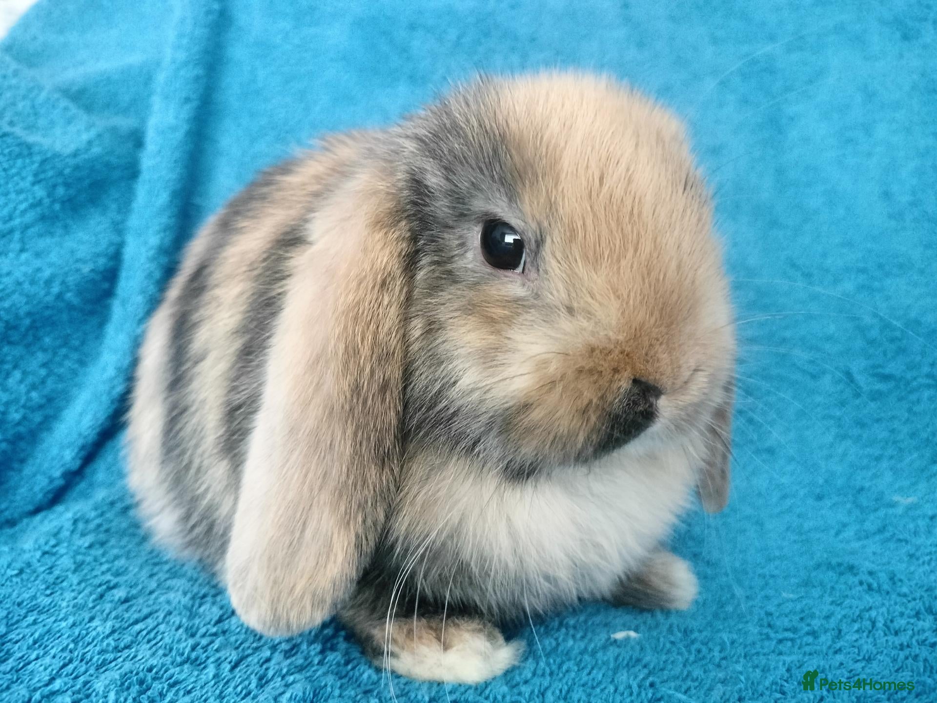 Mini Lop rabbits Baby mini lops for sale  - Advert 17