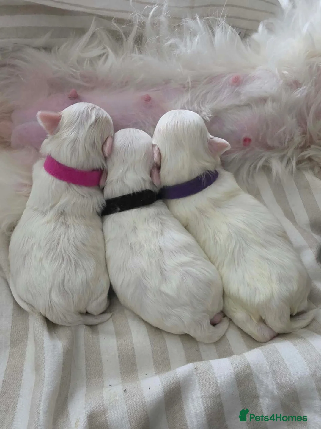 Maltese dogs for sale: Purebred Korean maltese puppies in Stevenage - Advert 1
