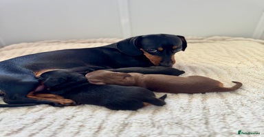 Miniature Dachshund dogs - Advert 12