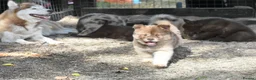 Chow Chow dogs for sale: Genuine chowski puppies  - Advert 38