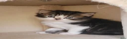 Scottish Fold cats for sale: Beautiful and healthy  Scottish fold mixed - Advert 28