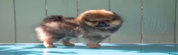 Pomeranian dogs for sale: Miniature Pomeranian boys - Advert 2