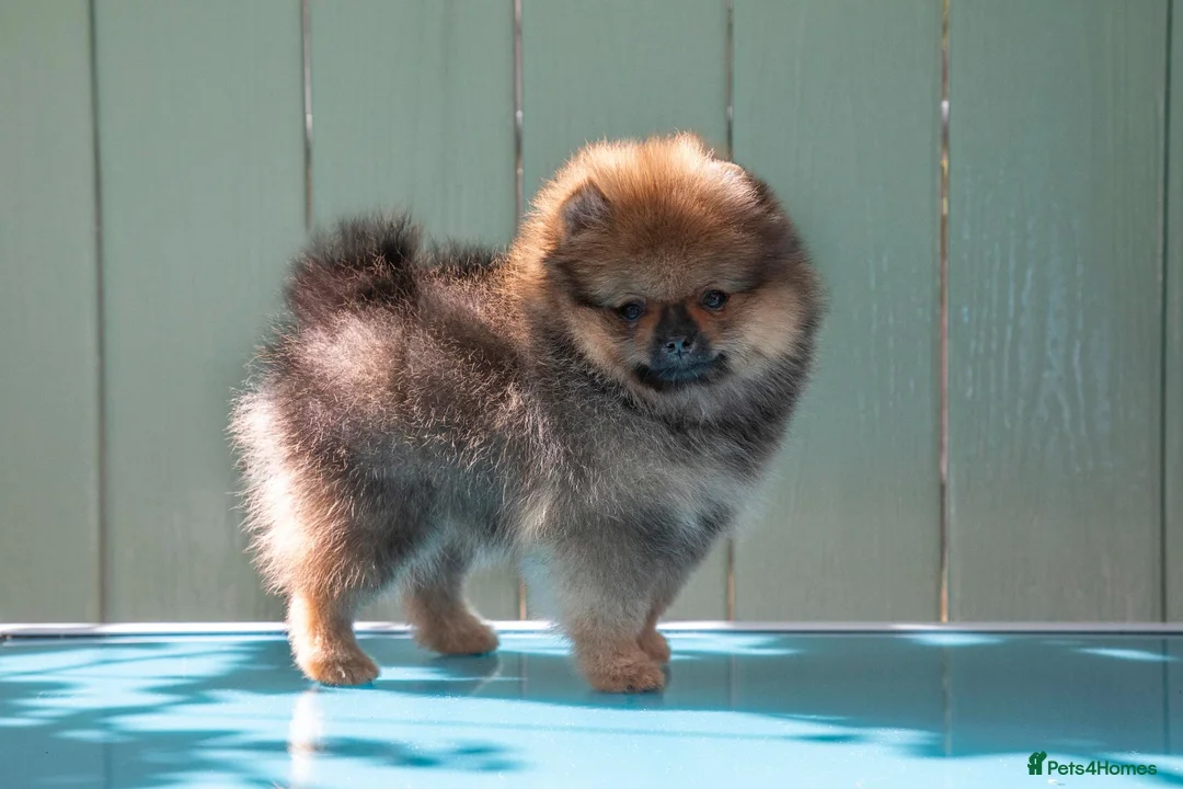 Pomeranian dogs for sale: Miniature Pomeranian boys - Advert 2