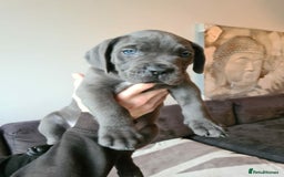 Cane Corso dogs for sale: WORLD CLASS CANE CORSO PUPPIES! 2 Males 4 Females. - Advert 8