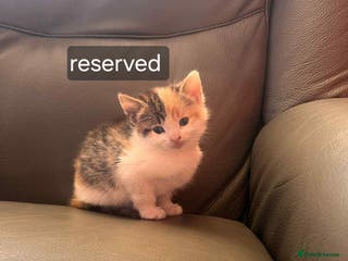 Mixed Breed cats For sale kittens - Advert 10