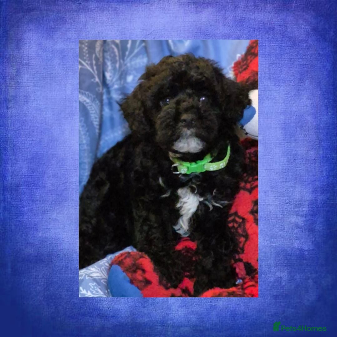 Lhasapoo dogs Gorgeous Lhachon/Poodle - Advert 1