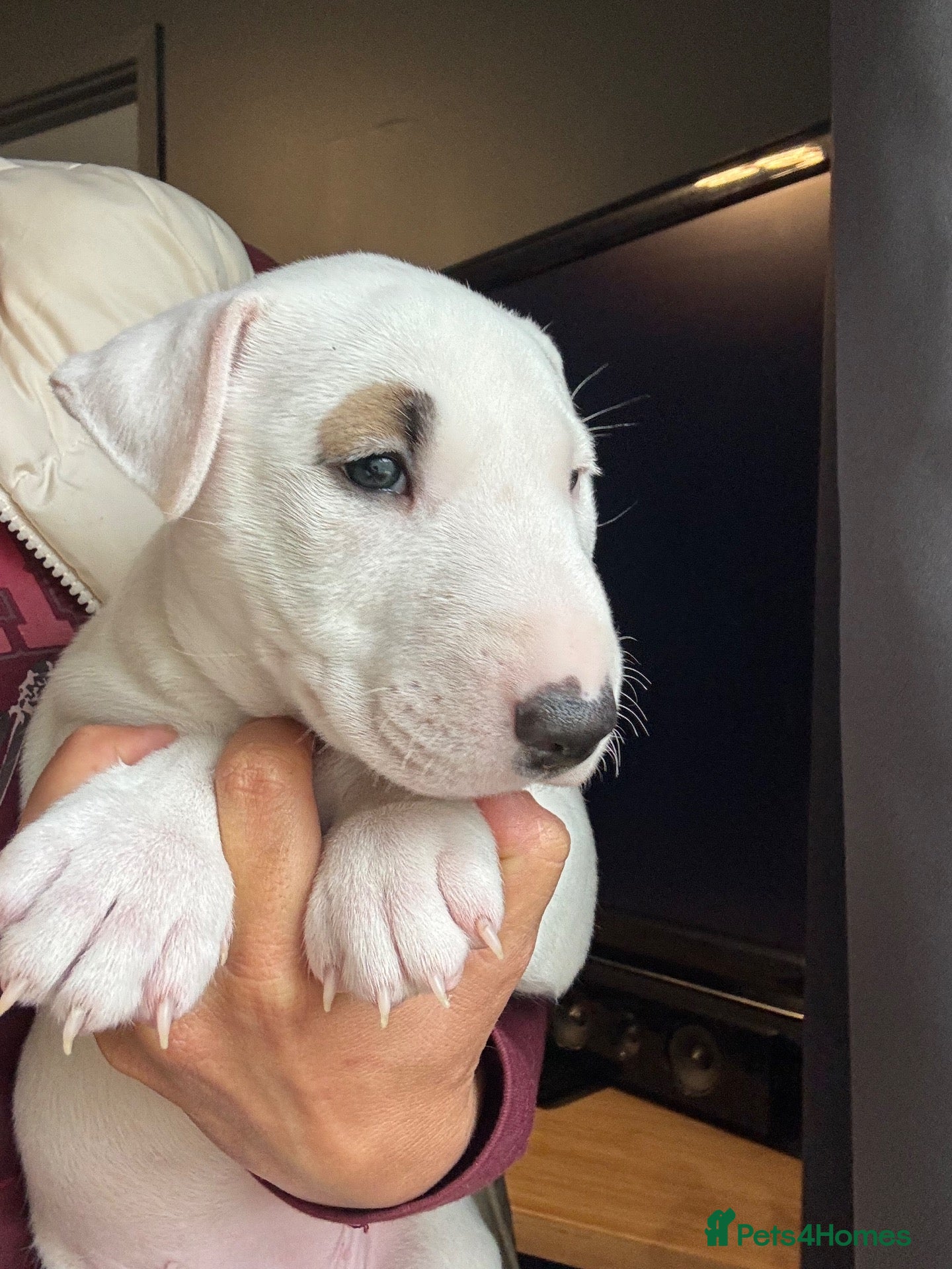 Miniature Bull terrier dogs White bull terrier girl  - Advert 1