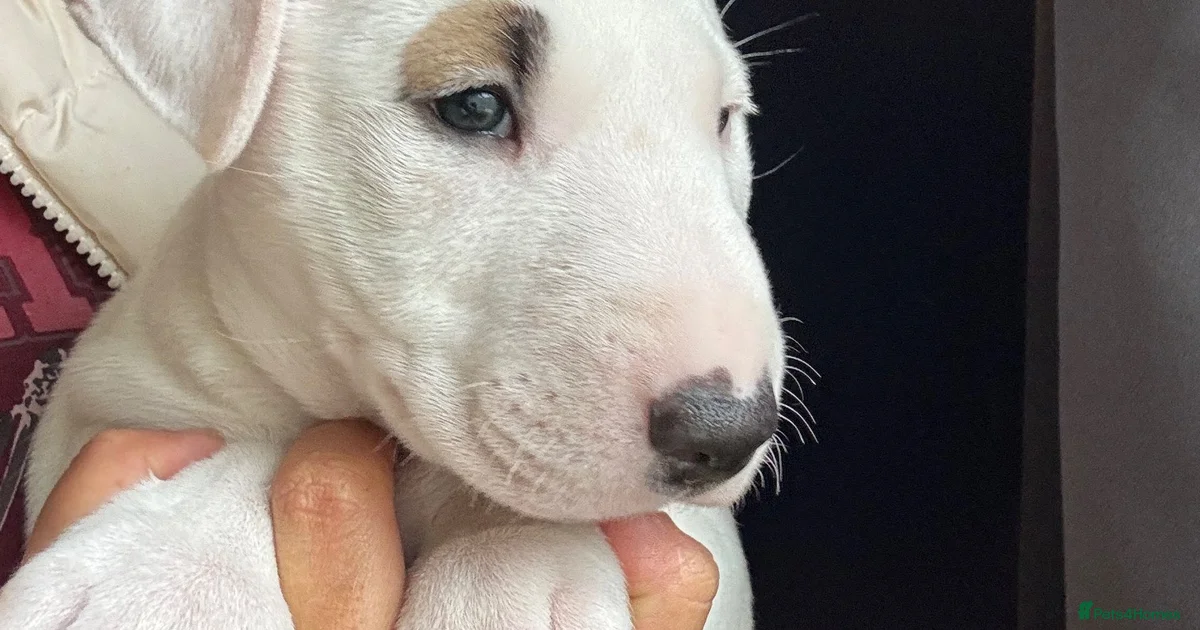 Mini Lullsr Miniature Bull terrier Puppies for sale in Dunstable, Central ...