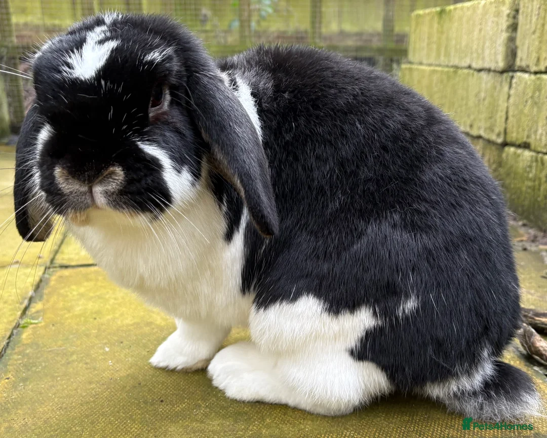 Mixed Breed rabbits for sale: Two Female Lop-Eared Rabbits in Neston - Advert 2