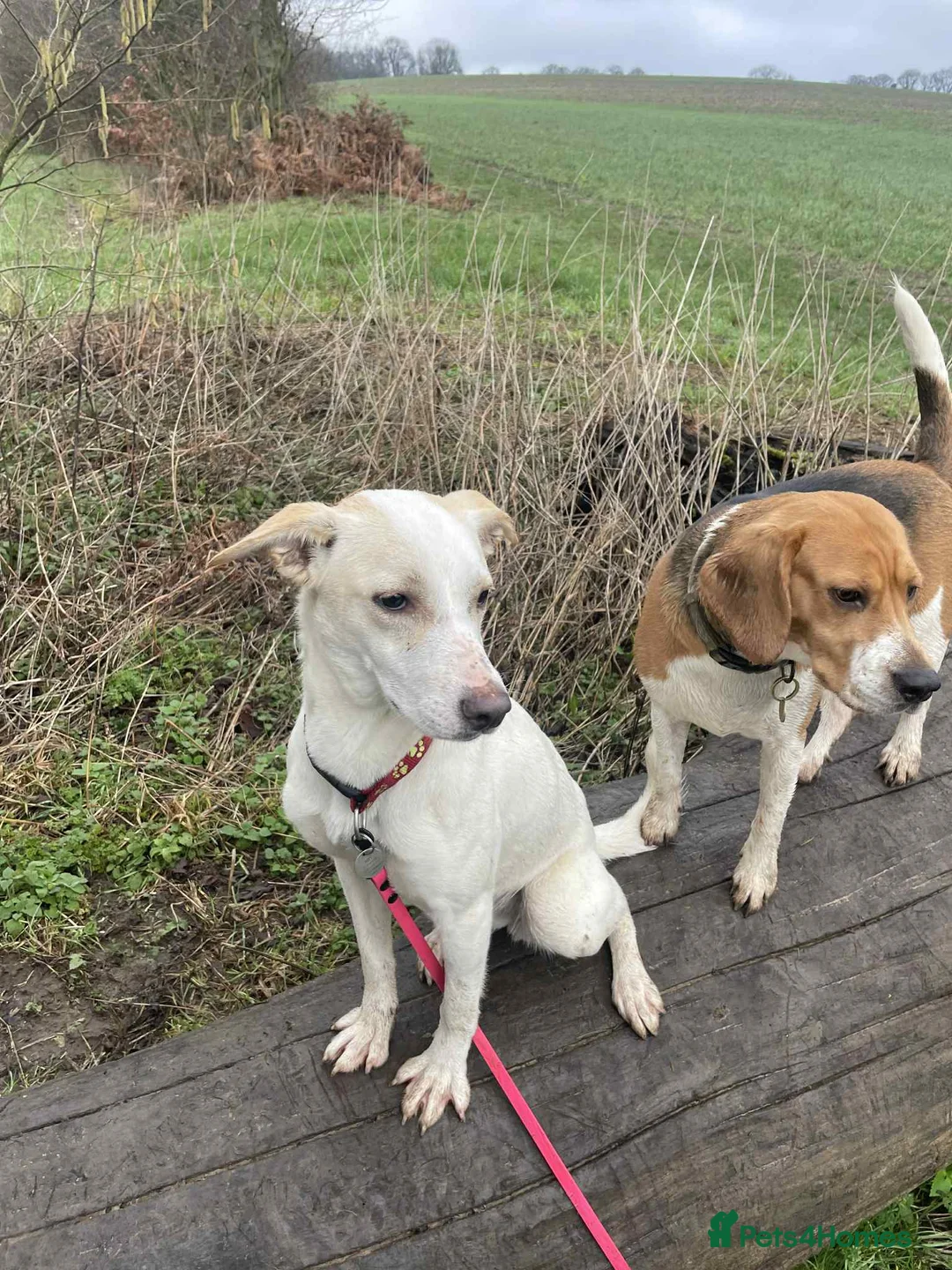 Mixed Breed dogs for adoption: Miss Archer is looking for her forever home  - Advert 9