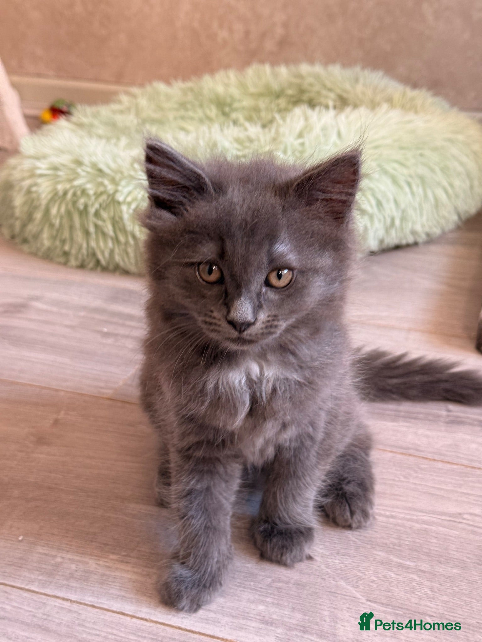 Ragcoon cats READY NOW STUNNING BLUE RAGCOON FLUFFY KITTENS  - Advert 4