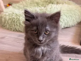 Ragcoon cats READY NOW STUNNING BLUE RAGCOON FLUFFY KITTENS - Advert 2