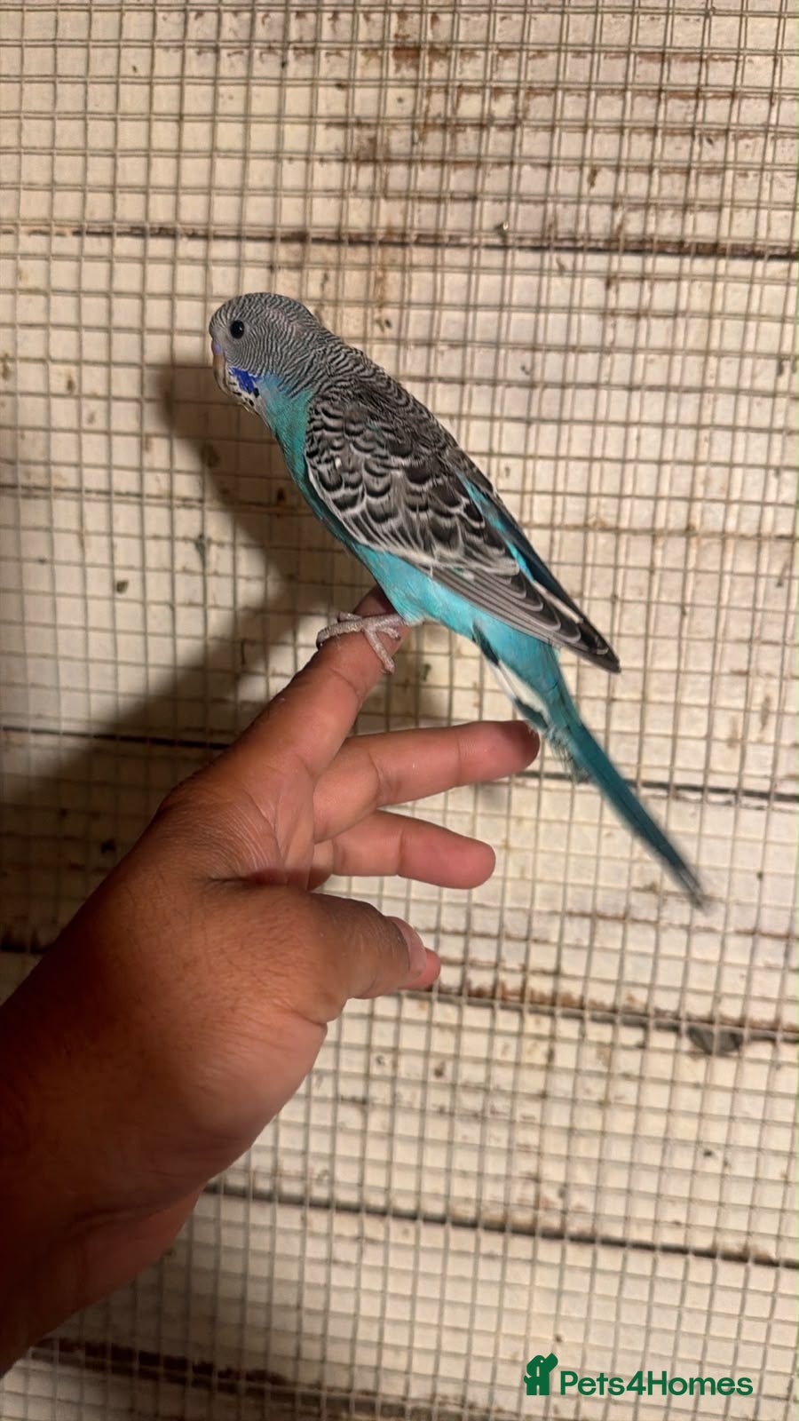 Budgerigars birds Budgies for sale £40 each collection mk404nn - Advert 21