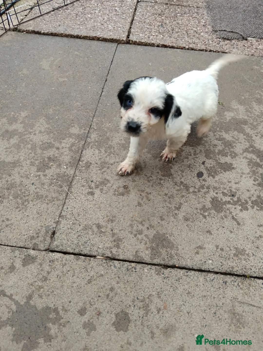 Mixed Breed dogs for sale: Springer poo puppies 9 weeks old  - Advert 2