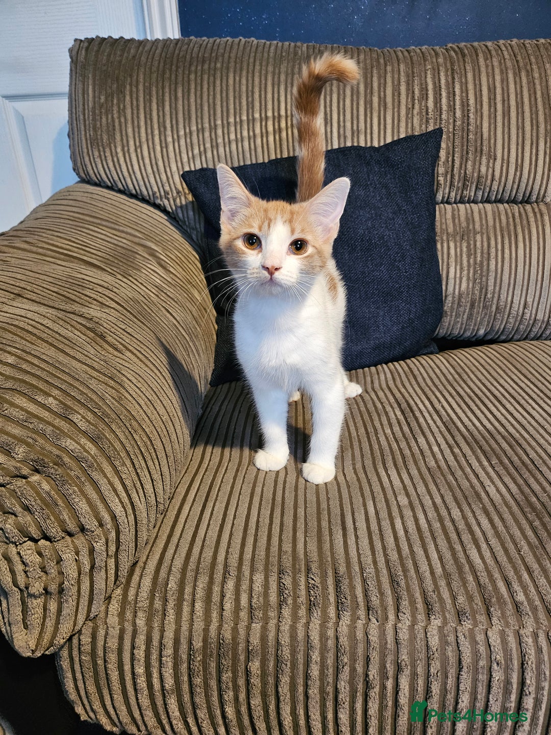 Mixed Breed cats for sale: 4 loving kittens looking forever homes - Advert 3