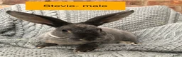Rex rabbits for sale: Pure breed velvet mini and standard Rex rabbits - Advert 3