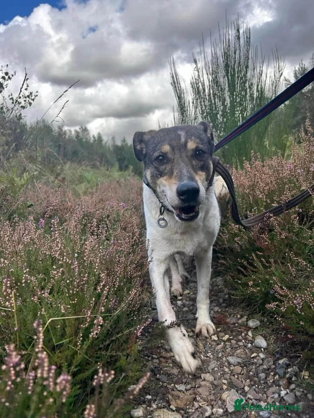 Mixed Breed dogs for adoption: Benjamin - Norwich Norfolk  in Norwich - Advert 11