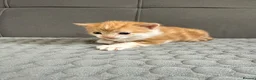 Mixed Breed cats for sale: 4 kittens for sale  - Advert 12
