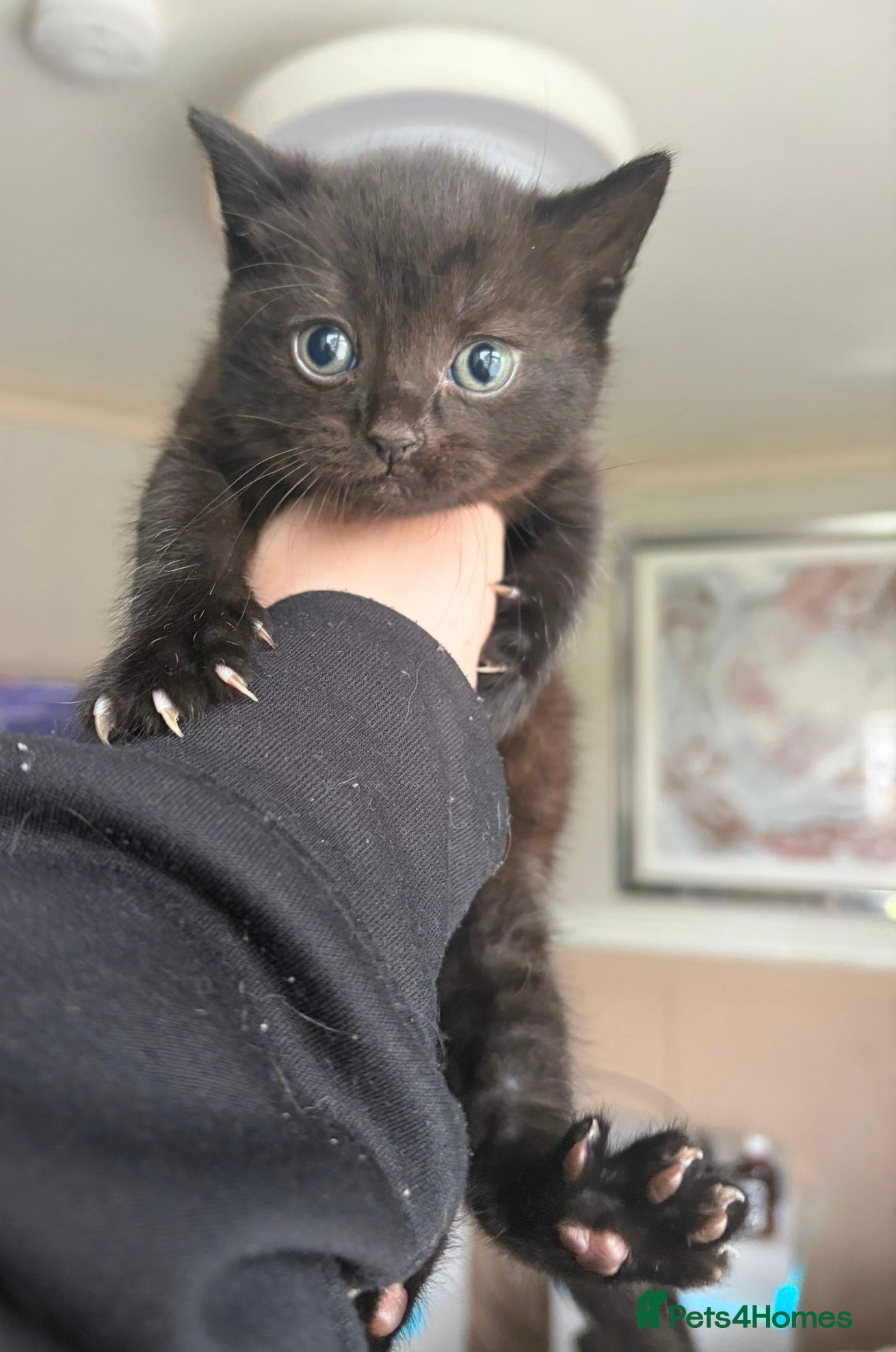 Scottish Fold cats for sale: Half Scottish fold kittens  in Bilston - Advert 22