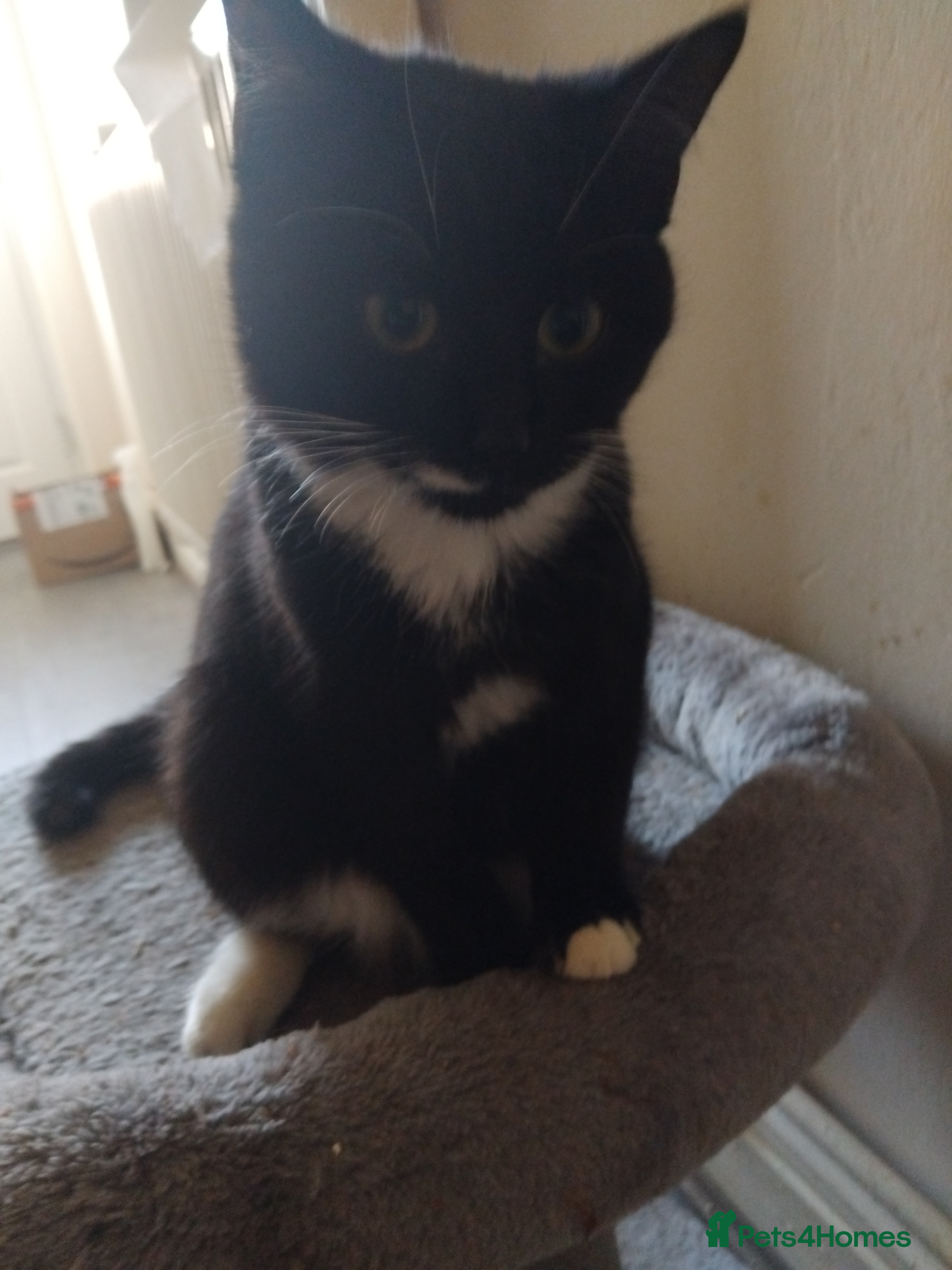 Mixed Breed cats Mixed breed kitten - Advert 21