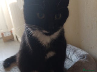 Mixed Breed cats Mixed breed kitten - Advert 1