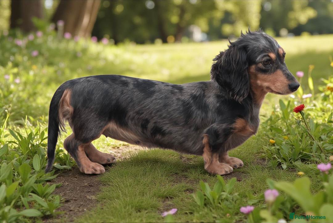 Miniature Dachshund dogs for sale: Long hair Black & cream Boy. KC - Advert 13