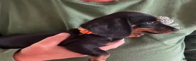 Miniature Dachshund 4