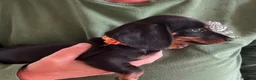 Miniature Dachshund dogs for sale: Beautiful miniature Dachunds - Advert 21