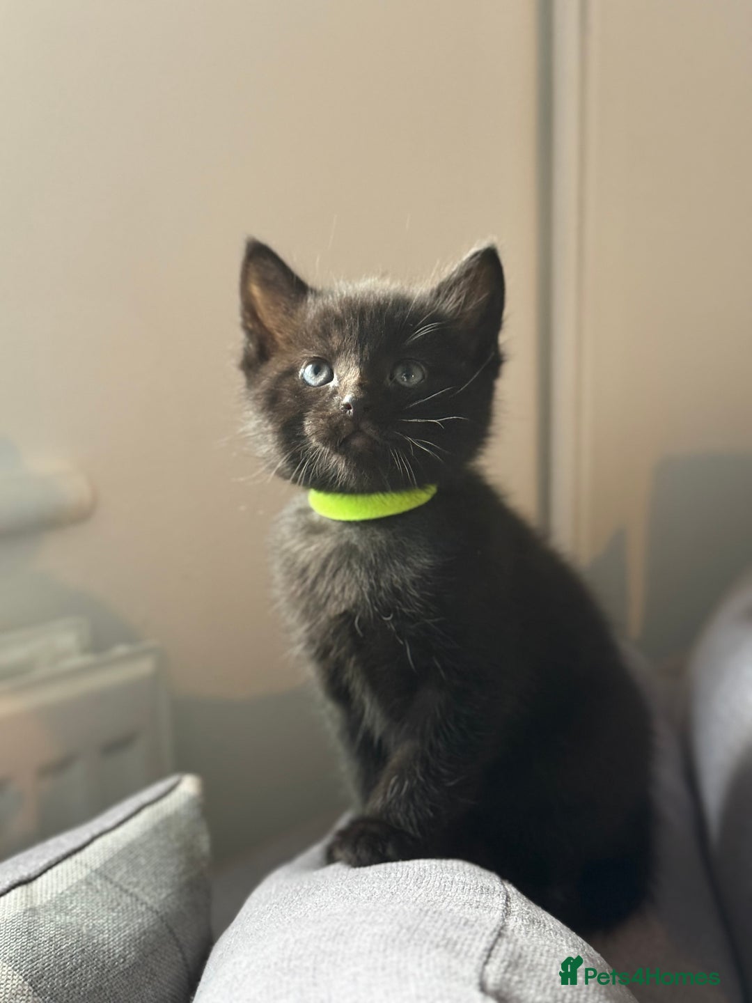 Domestic Shorthair cats for sale: Gorgeous fluffy kittens - Advert 5