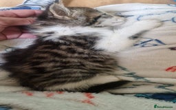 Mixed Breed cats for sale: Kittens for sale  - Image 2