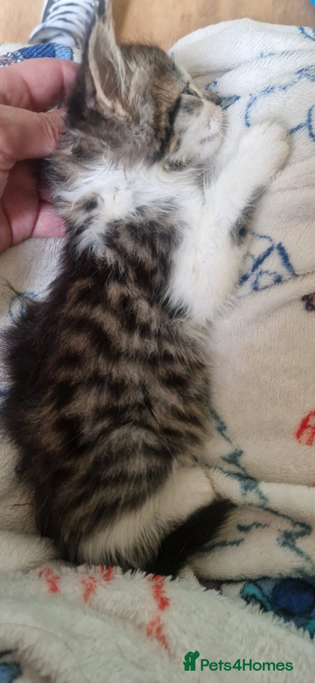 Mixed Breed cats for sale: Kittens for sale  - Image 2
