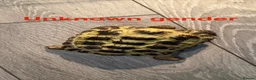 Mixed Breed reptiles for sale: Tortoises,crested geckos and corn snake  in Chatham - Advert 7