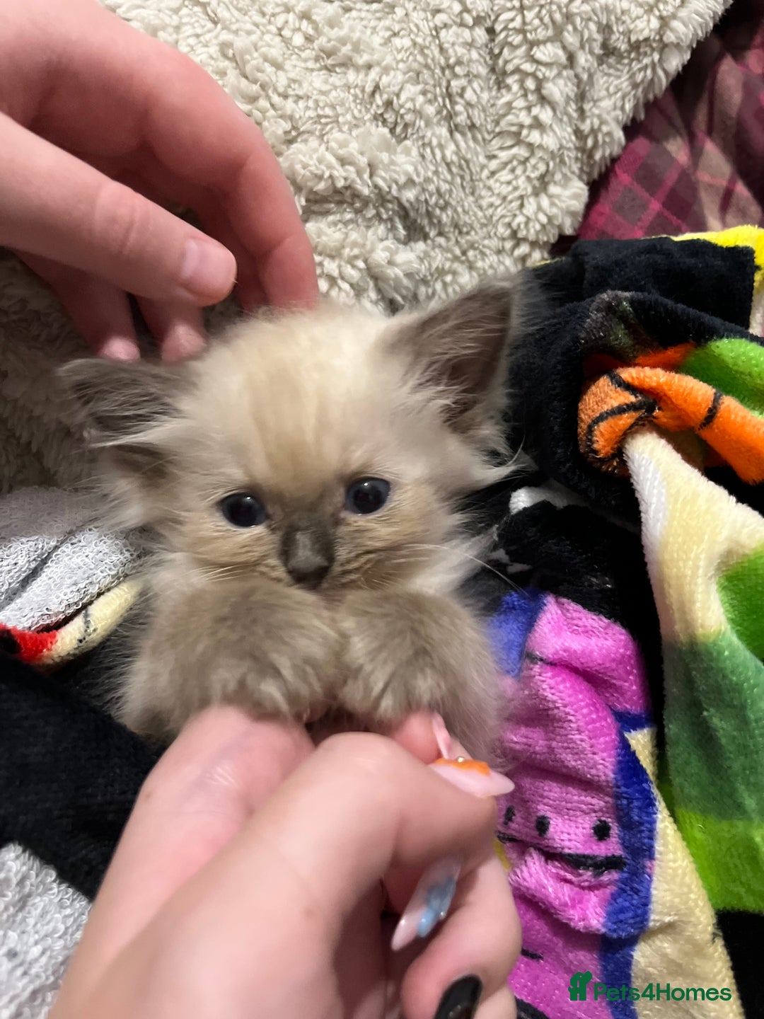 Ragdoll cats for sale: Singular Ragdoll kitten ready to go now! - Image 3