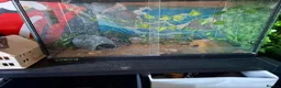 Leopard Gecko reptiles for sale: ADULT Leopard Gecko with set up in Newton Abbot - Advert 2